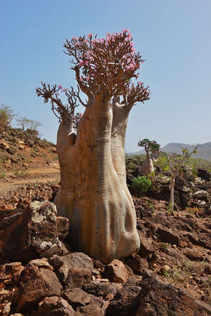Flowering bottle tree, endemic tree adenium obesum. Yemen. Most beautiful canyon on Socotra island, Wadi Dirhur (Daerhu).の写真素材