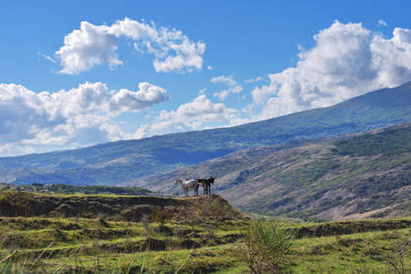 Idyllic Tuscan landscape near Siena with grazing horse and donkeys, Italyの写真素材