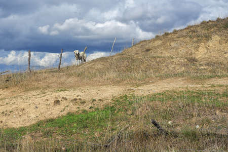 Pasture with fence and herding dog looking around. Italy