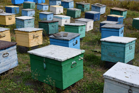 Beekeeping. Hives of bees in the apiary. Painted wooden beehives with active honey bees. Bee yard in...
