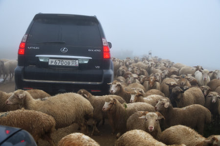 Dagestan, Russia - July 23, 2022: Off-road car drives on a dirt road trough flock of sheep in fog. Caucasus mountains. Extreme mountain safari is one of the main local tourist attractions in Dagestanのeditorial素材