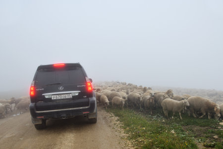Dagestan, Russia - July 23, 2022: Off-road car drives on a dirt road trough flock of sheep. Caucasus mountains. Extreme mountain safari is one of the main local tourist attractions in Dagestanのeditorial素材