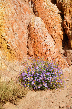 Flowering Galatella sedifolia or Aster sedifolius against multycolor rock formations of sandstone in...