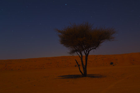 Moonlit Night in the Rub Al Khali desert, Sultanate of Oman. Arabian Peninsula. Stars and acacia tree. Wahiba Sandsの写真素材