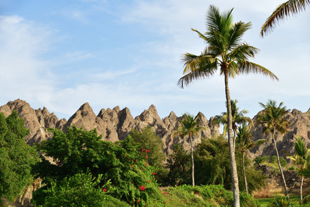 Palm trees and mountains on background. Beautiful landscape of Sultanate of Oman., Arabian Peninsulaの写真素材
