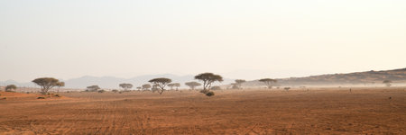 Rub Al Khali desert, Sultanate of Oman. Acacia trees in the Wahiba Sands desert at sunrise, Arabian Peninsulaの写真素材