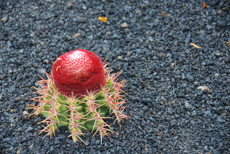 Red blooming cactus flower on top of green cactus on garden. Melocactus concinnus. Lanzarote, Canary...