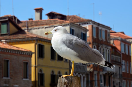Seagull on a wooden post at one of canal in Venice against a houses facades, Italyの写真素材