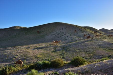 Landscape with a camels between green hills in spring Negev desert at sunset, Israelの写真素材