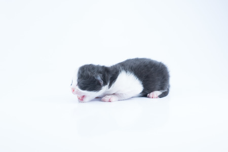 A New Born Kitten was two daysの写真素材