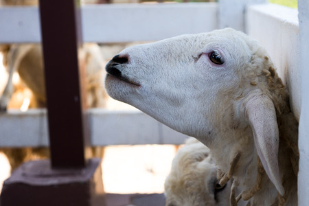 Alone a Sheep Portrait in the farmの写真素材