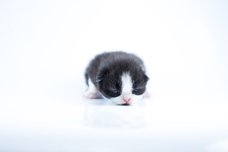 A New Born Kitten was one weekの写真素材