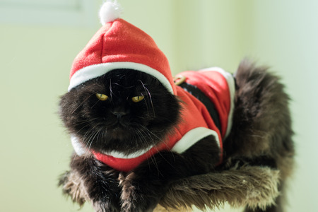 Black Santa Cat Sitting On Condo Catsの写真素材