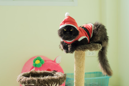 Black Santa Cat Sitting On Condo Catsの写真素材