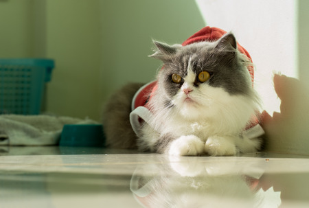Santa Grey-White Cat Sitting in the Cats Roomの写真素材