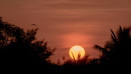 flying little birds Silhouette Sunrise up to the skyの写真素材