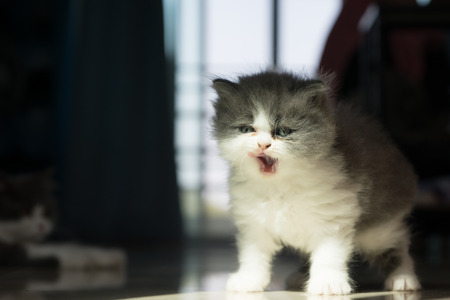 Stock Photo - A Baby Purr Cat Cleaning Tougue Portraitの写真素材