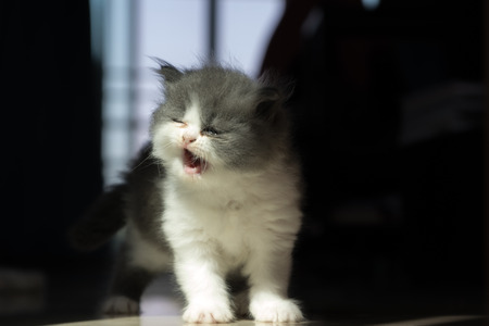 Stock Photo - Yawn Baby Cat Kitten before sleep actionの写真素材