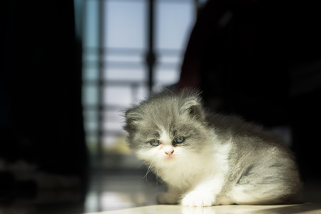 Stock Photo - Baby Cat Looking for someone sitting on the floorの写真素材