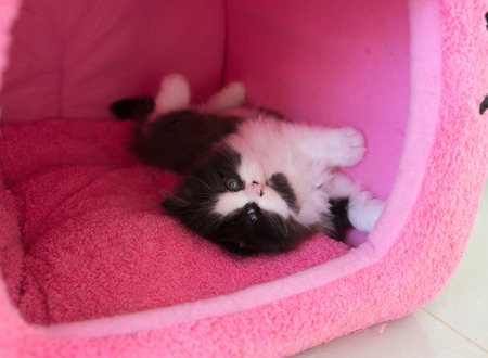 Stock Photo - Adorable playful kitten in cat houseの写真素材