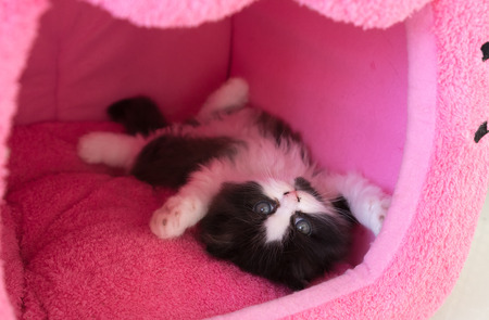 Stock Photo - Adorable playful kitten in cat houseの写真素材