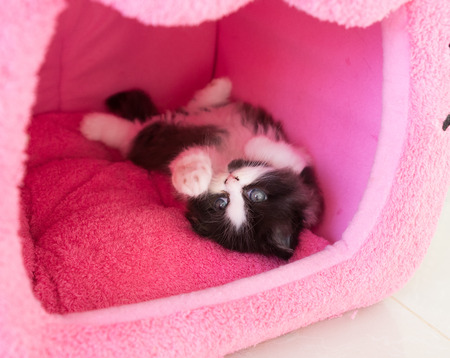 Stock Photo - Adorable playful kitten in cat houseの写真素材