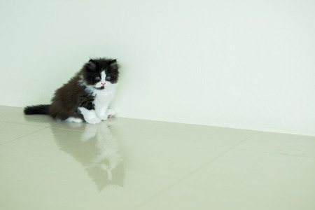 Stock Photo - Adorable Black & White Kitten Posting Lookingの写真素材