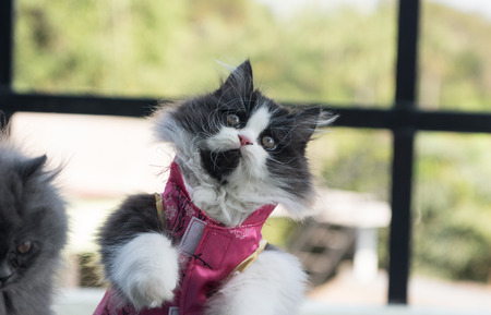 Stock Photo - Adorable playful Cat Chinese New Years Dressの写真素材
