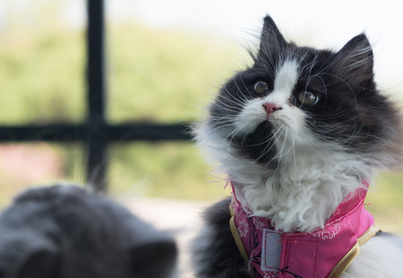 Stock Photo - Adorable playful Cat Chinese New Years Dressの写真素材