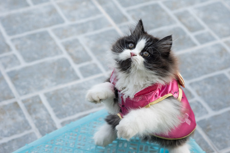 Stock Photo - Adorable playful Cat Chinese New Years Dressの写真素材