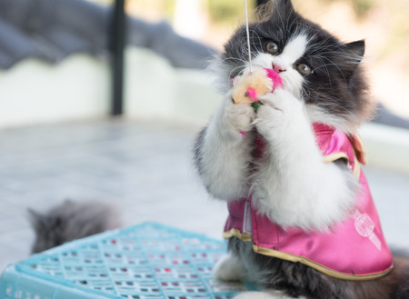 Stock Photo - Adorable playful Cat Chinese New Years Dressの写真素材