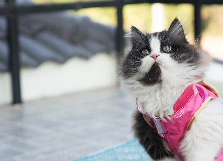 Stock Photo - Adorable playful Cat Chinese New Years Dressの写真素材