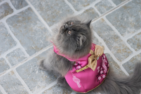 Stock Photo - Adorable playful Cat Chinese New Years Dressの写真素材