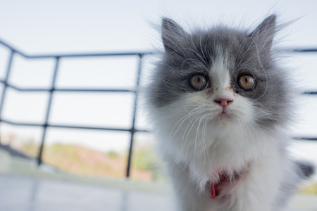 Stock Photo - Adorable playful Cat Chinese New Years Dressの写真素材