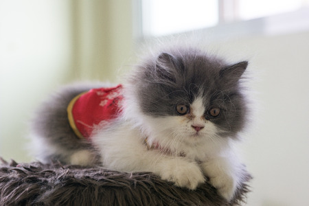 Stock Photo - Adorable playful Cat Chinese New Years Dressの写真素材