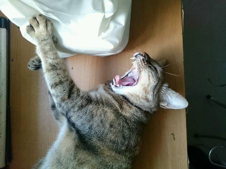 A cat sleeping yawnの素材