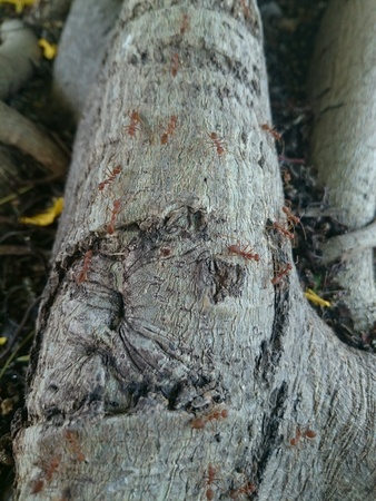 Ants on the rootsの素材