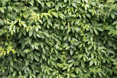 Stock Photo - Pattern Leaf in the gardenの写真素材