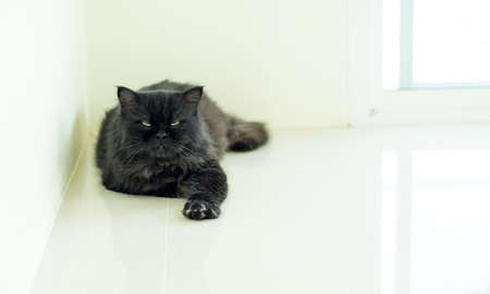 Stock Photo - Black Cat sitting and lookingの写真素材