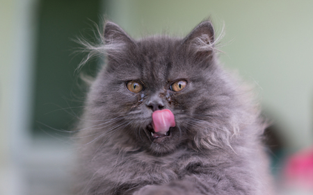 Stock Photo - Cute Grey Kitty Tongue Selective Eyes Focusの写真素材
