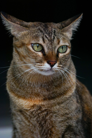 Stock Photo - close up portrait a cat sitting