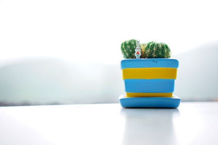 Stock Photo - Cactus pot white backgroundの写真素材