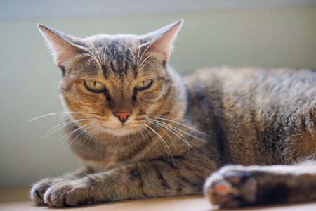 Close up Cat Selective Focusの写真素材