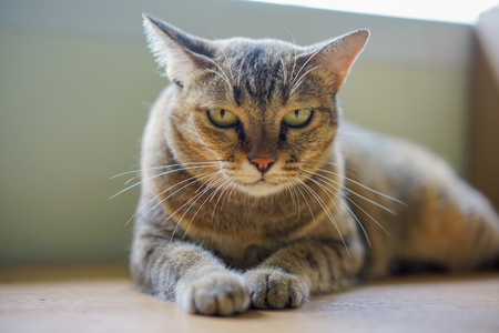 Close up Cat Selective Focusの写真素材