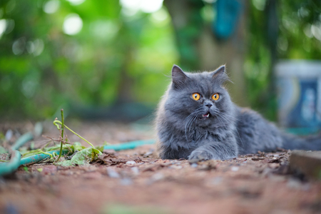 Close up Cat Selective Focusの写真素材