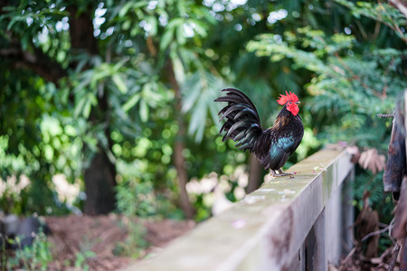 Hen on the wall selective focus