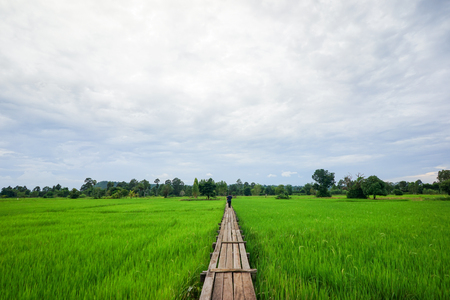 Wood Bridge in Rice Fieldの写真素材