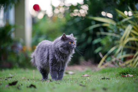 Close up gray cat looking for huntの写真素材