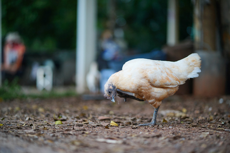 White chicken rakeの写真素材