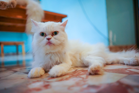 Portrait of a cute white cat in selective eye focusの写真素材